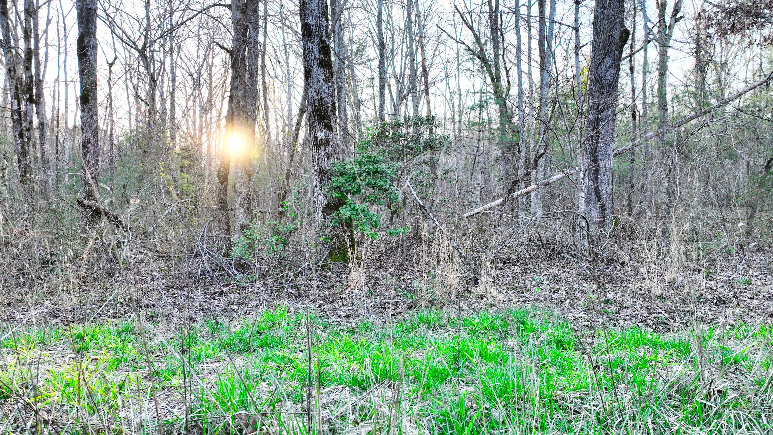 0 Summer City Road Spring City, TN 37381 - Photo 3 of 6 3 (1)