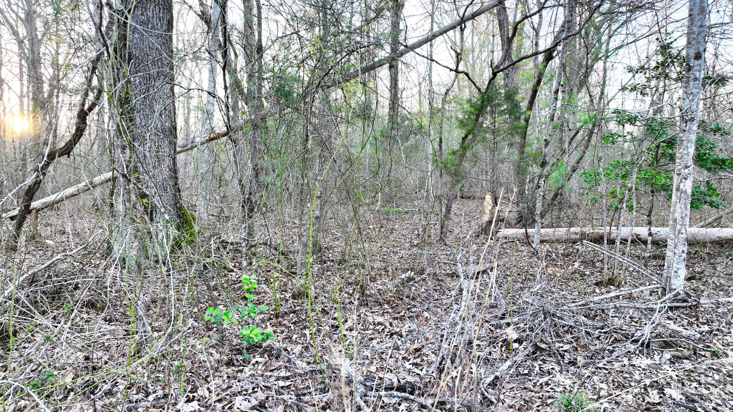 0 Summer City Road Spring City, TN 37381 - Photo 5 of 6 5 (1)