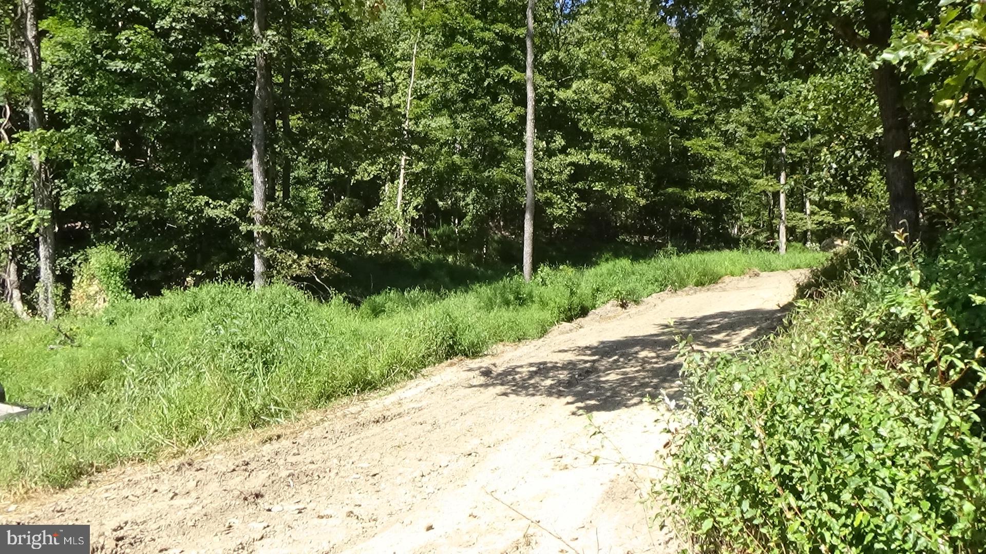 a view of a yard with plants and a small yard