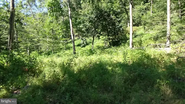 a view of a lush green forest