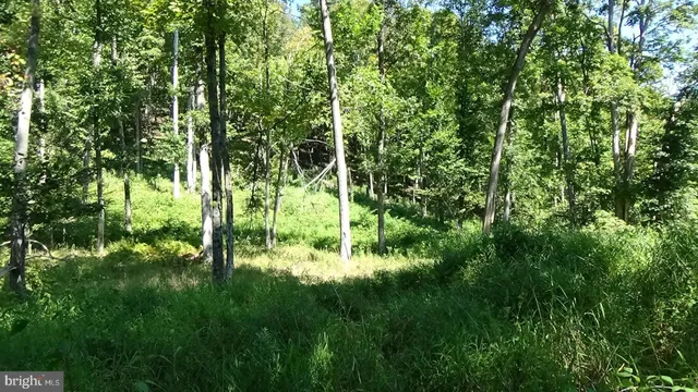 a view of a lush green forest
