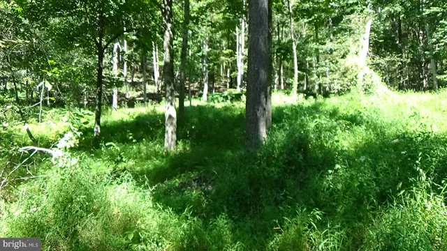 a wooden bench with view of trees