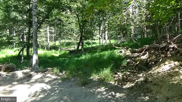 a view of a lush green space