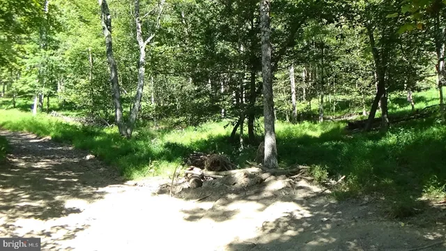 a view of a yard with plants and large trees