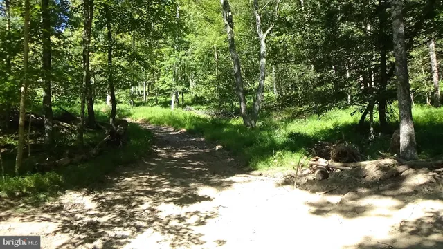 a view of lake with tree