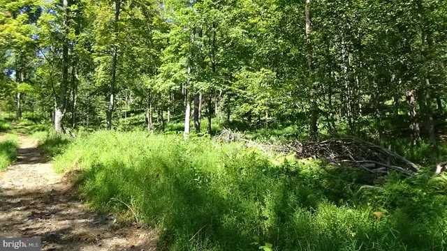 a view of a lush green forest