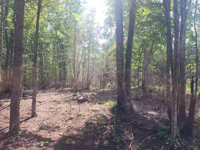 a view of a forest with trees