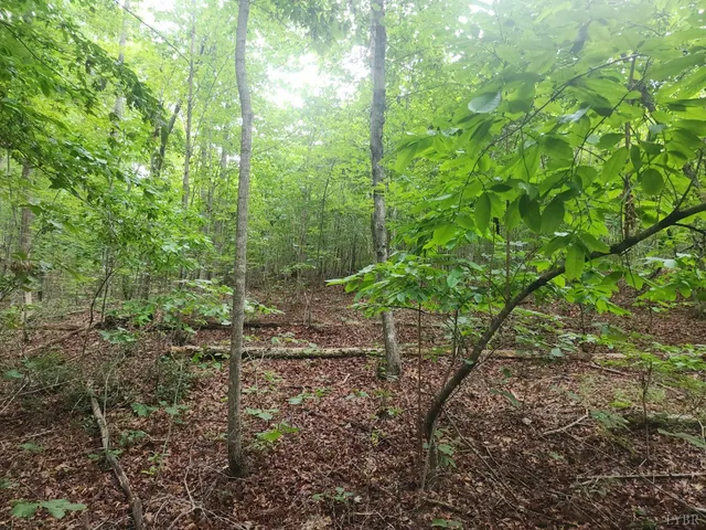 a view of a forest with trees
