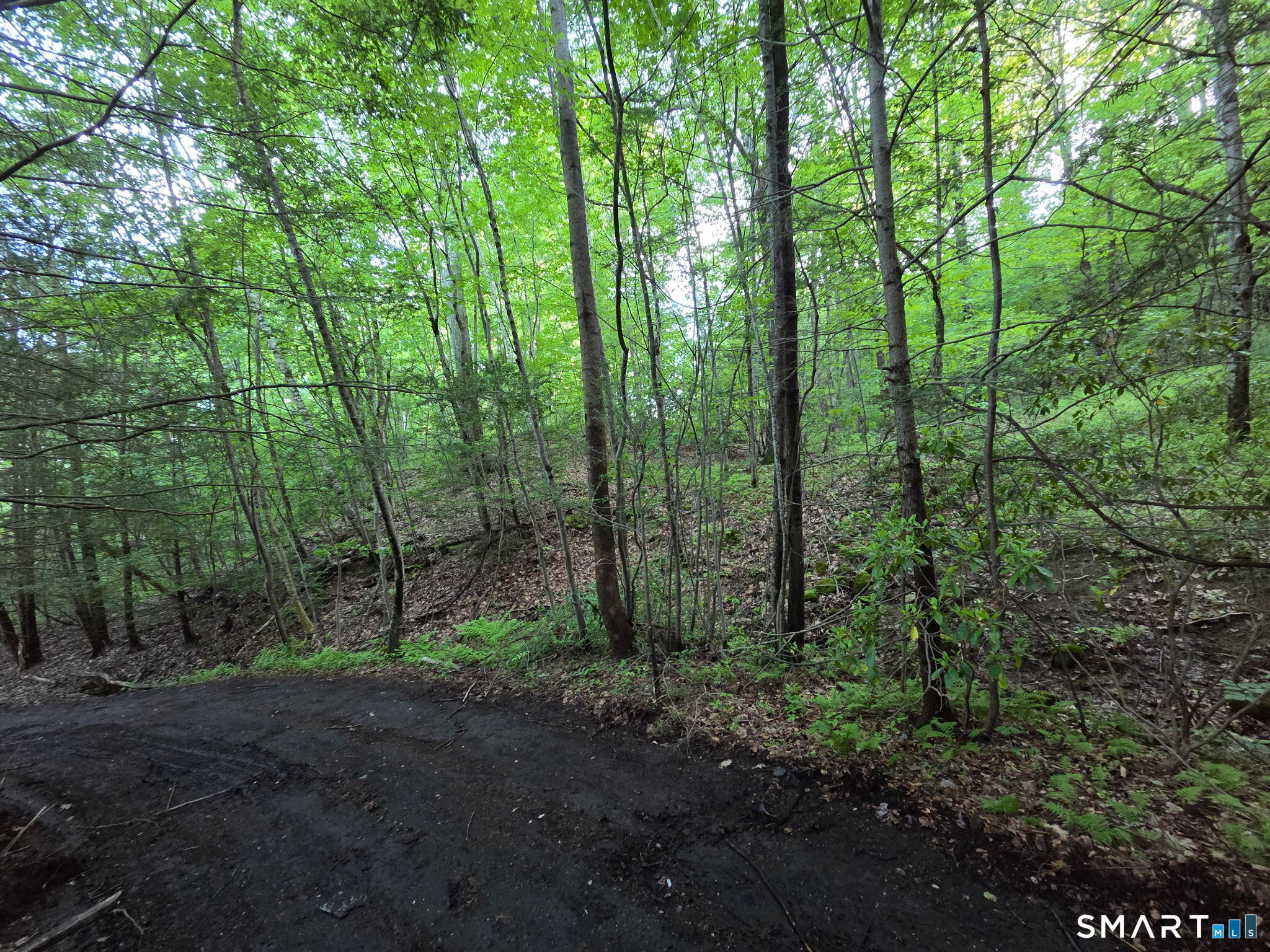 33 Davis Road Harwinton, CT 06791 - Photo 10 of 13 a big yard with lots of green space and trees