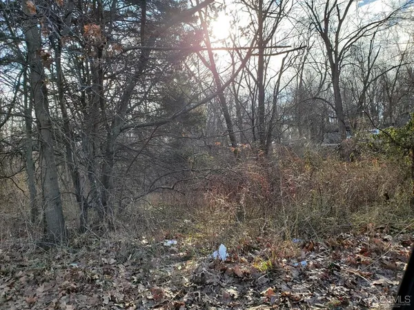 a view of a forest with trees in the background