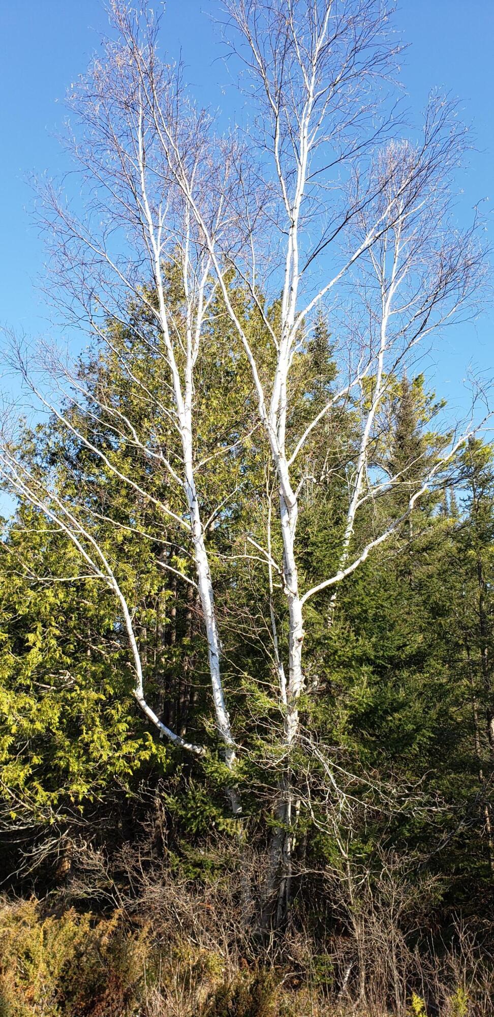 North Point Road Alpena, MI 49707 - Photo 20 of 25 Gallery Image 20