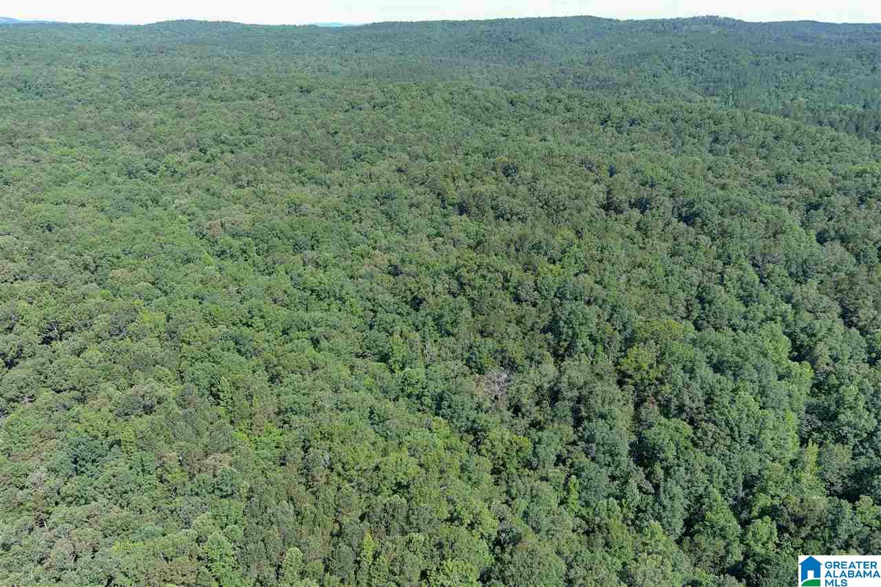 0 County Road 61, Unit 366 92 ACRES Fruithurst, AL 36262 - Photo 10 of 26