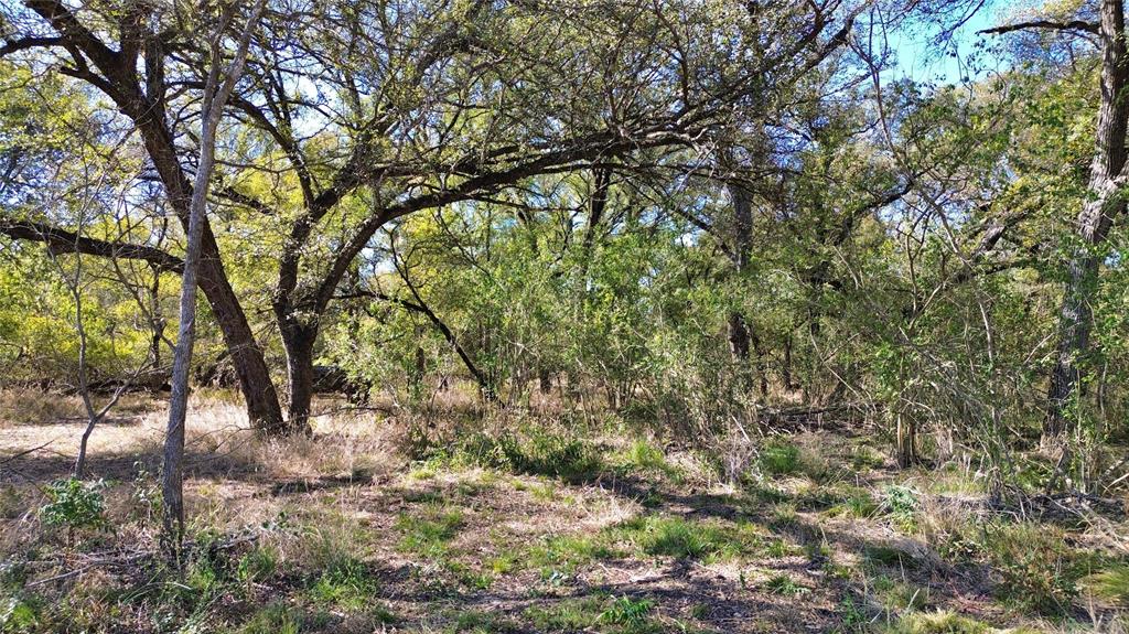 0 Bee Creek Road Maypearl, TX 76064 - Photo 28 of 39 a view of a tree in a yard