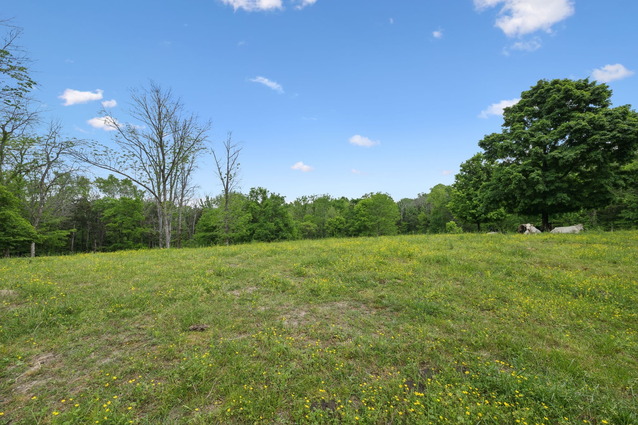 1494 Grant Road Watertown, TN 37184 - Photo 15 of 95 a view of field with trees in the background