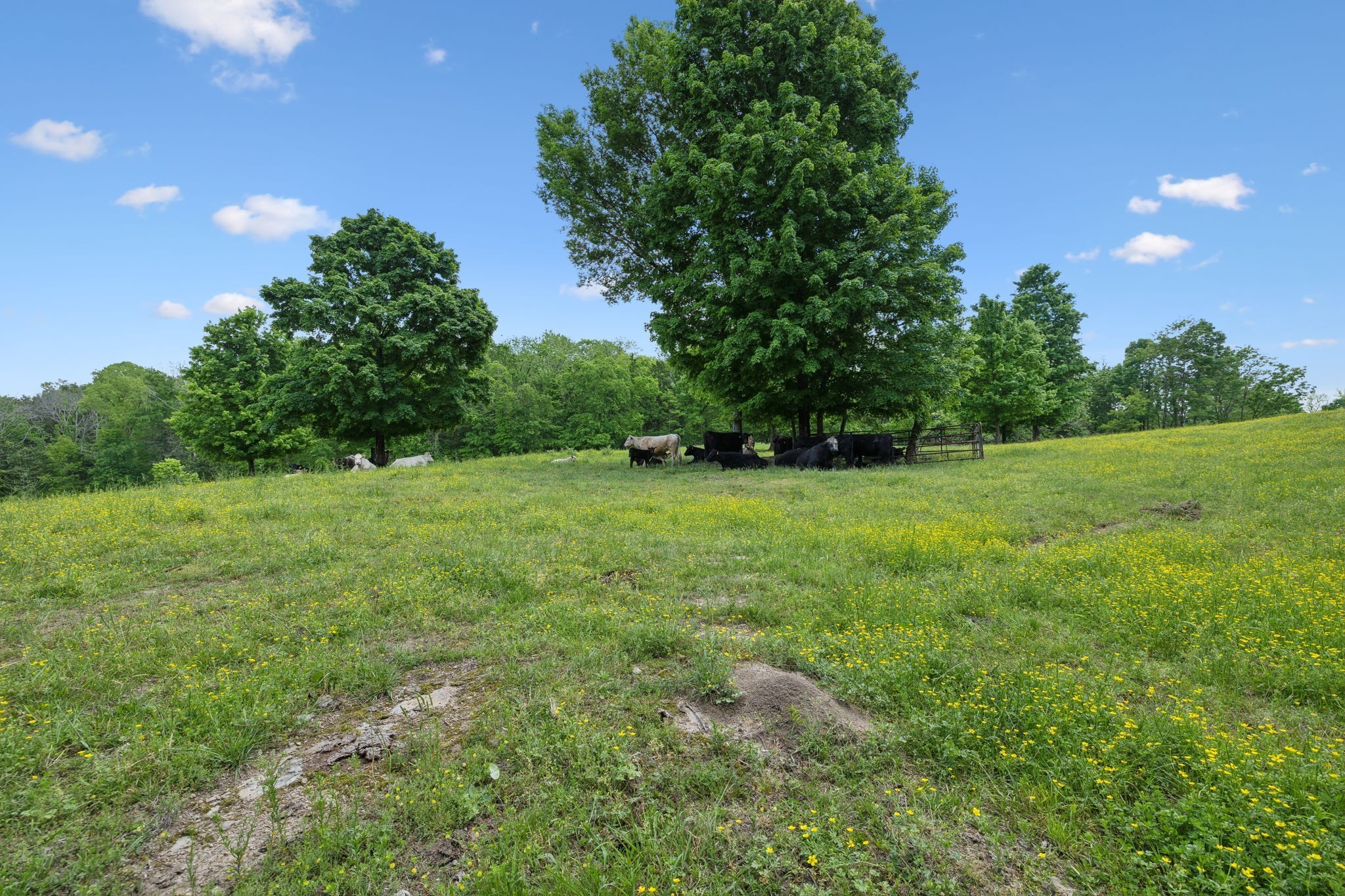 1494 Grant Road Watertown, TN 37184 - Photo 16 of 95
