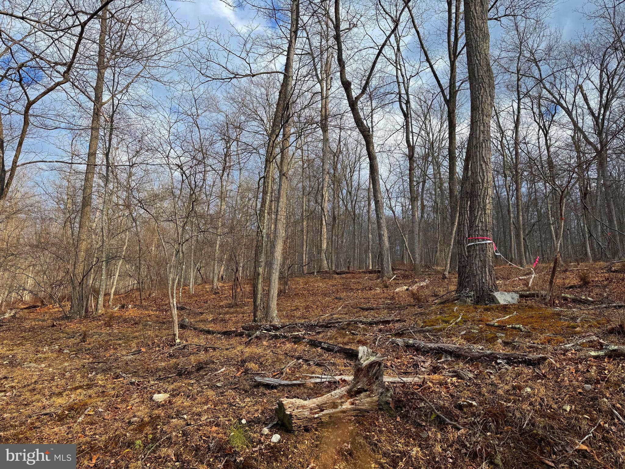 Frog Hollow Road Capon Bridge, WV 26711 - Photo 4 of 10 a backyard of a house with lots of green space