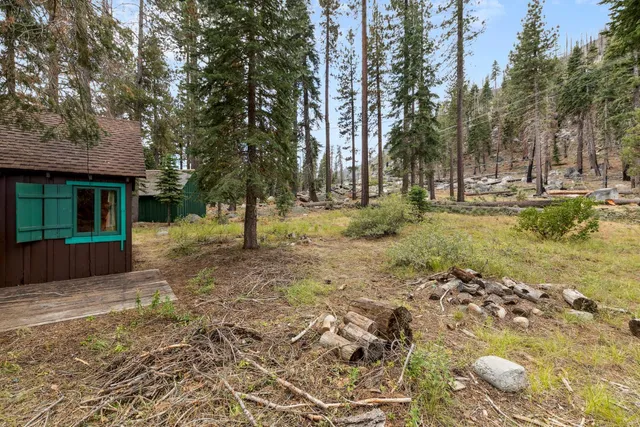 a view of a yard with plants and trees