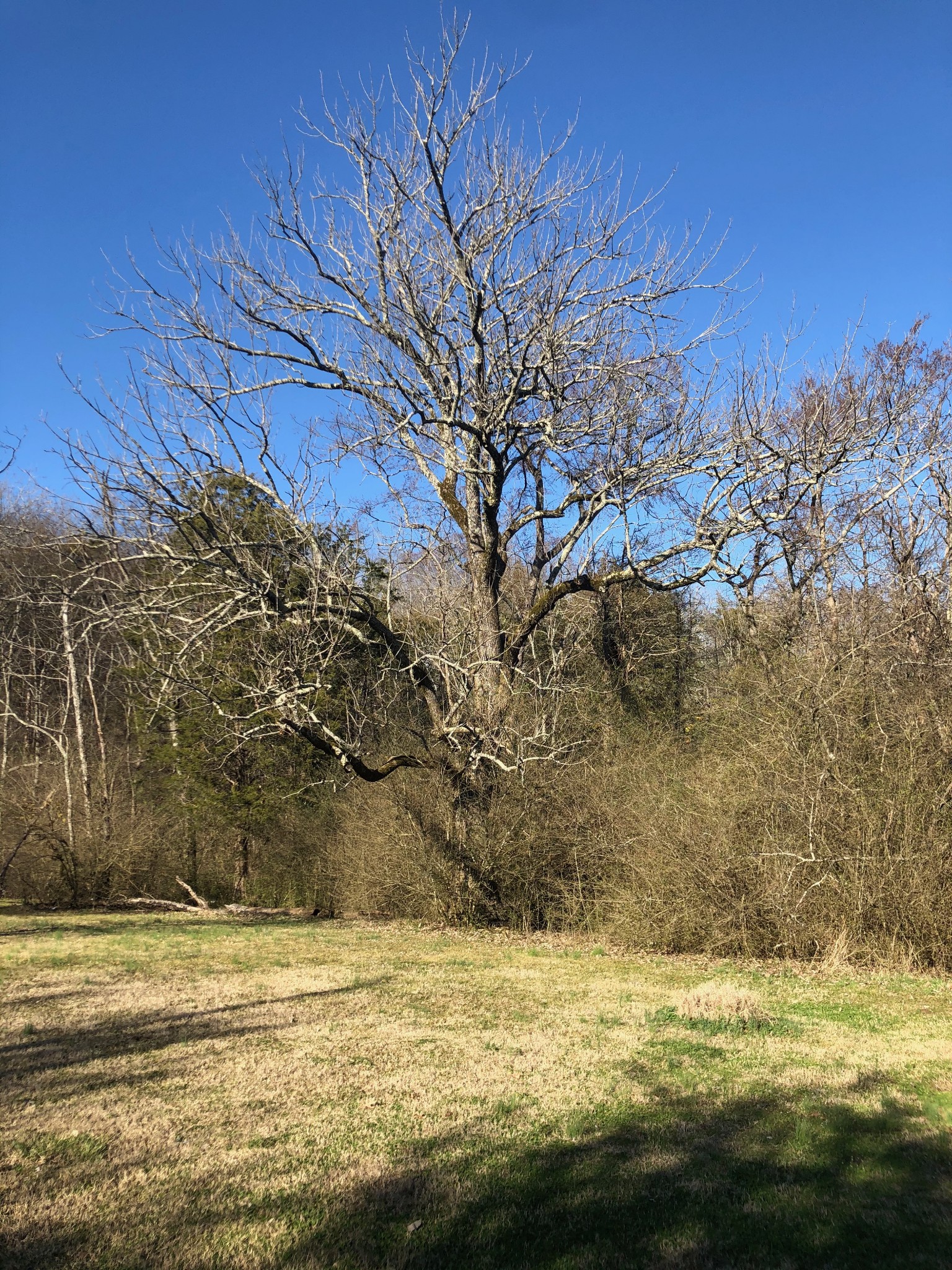 4062 Trinity Road Franklin, TN 37067 - Photo 23 of 44 a view of a yard next to a building