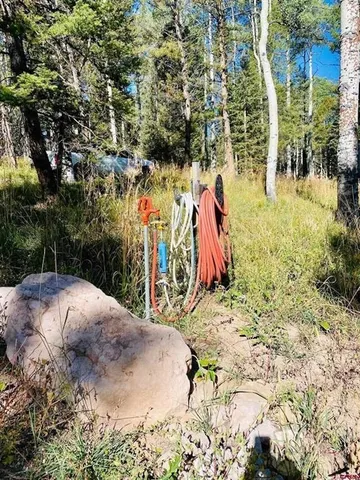 a view of a yard with plants and trees