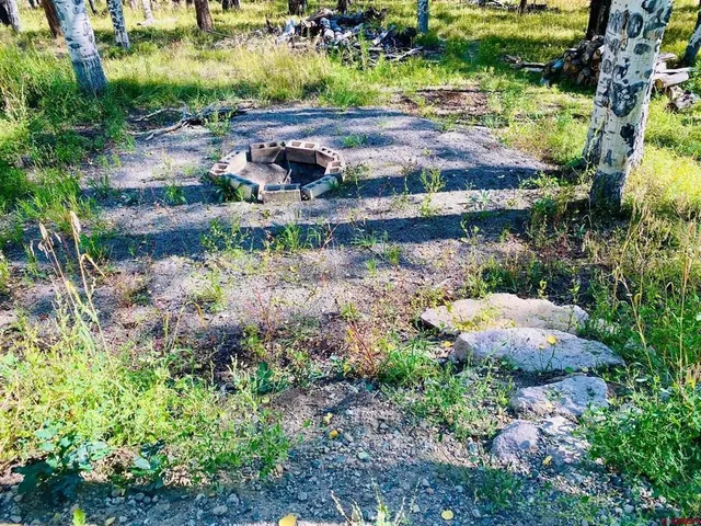 a view of a garden with plants