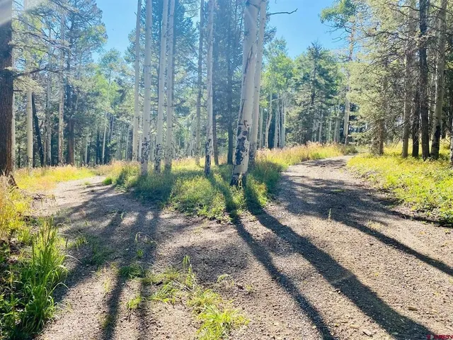 a view of a yard with trees