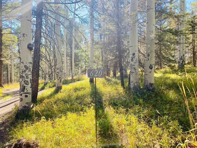 a view of yard along with trees