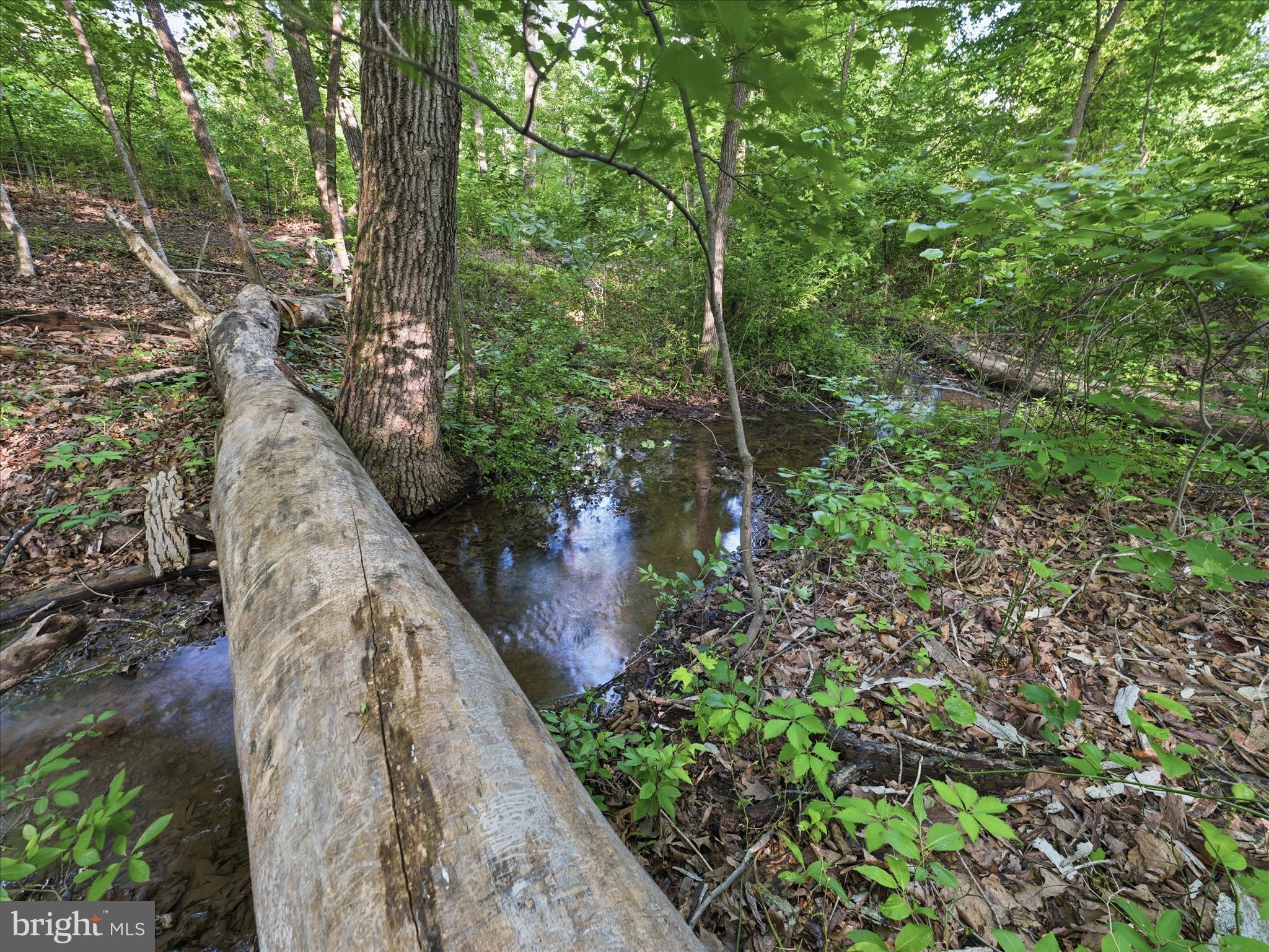 286 Tub Run Hollow Road Hedgesville, WV 25427 - Photo 62 of 72 One of two wet weather streams!