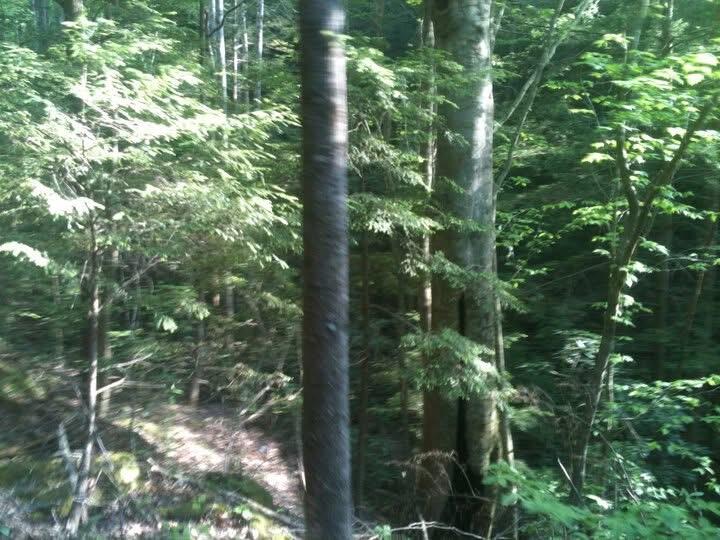 9999 Hales Fork Road Flat Lick, KY 40935 - Photo 12 of 47 IMG_0606