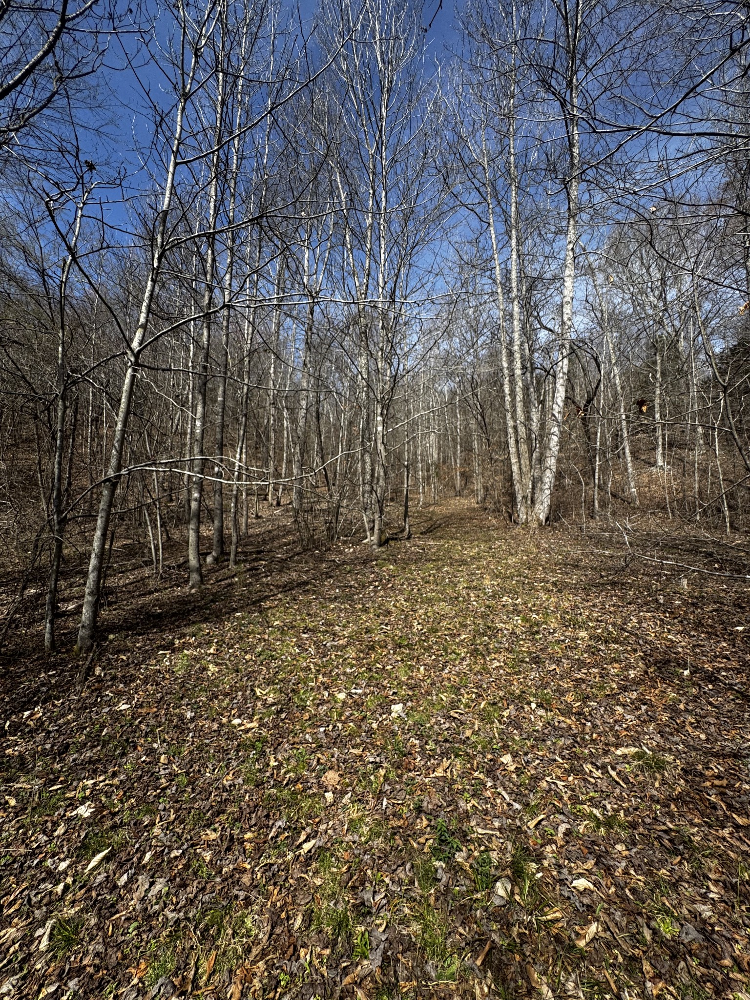 301 Bob Cat Road Linden, TN 37096 - Photo 12 of 13 a backyard of a house with lots of green space