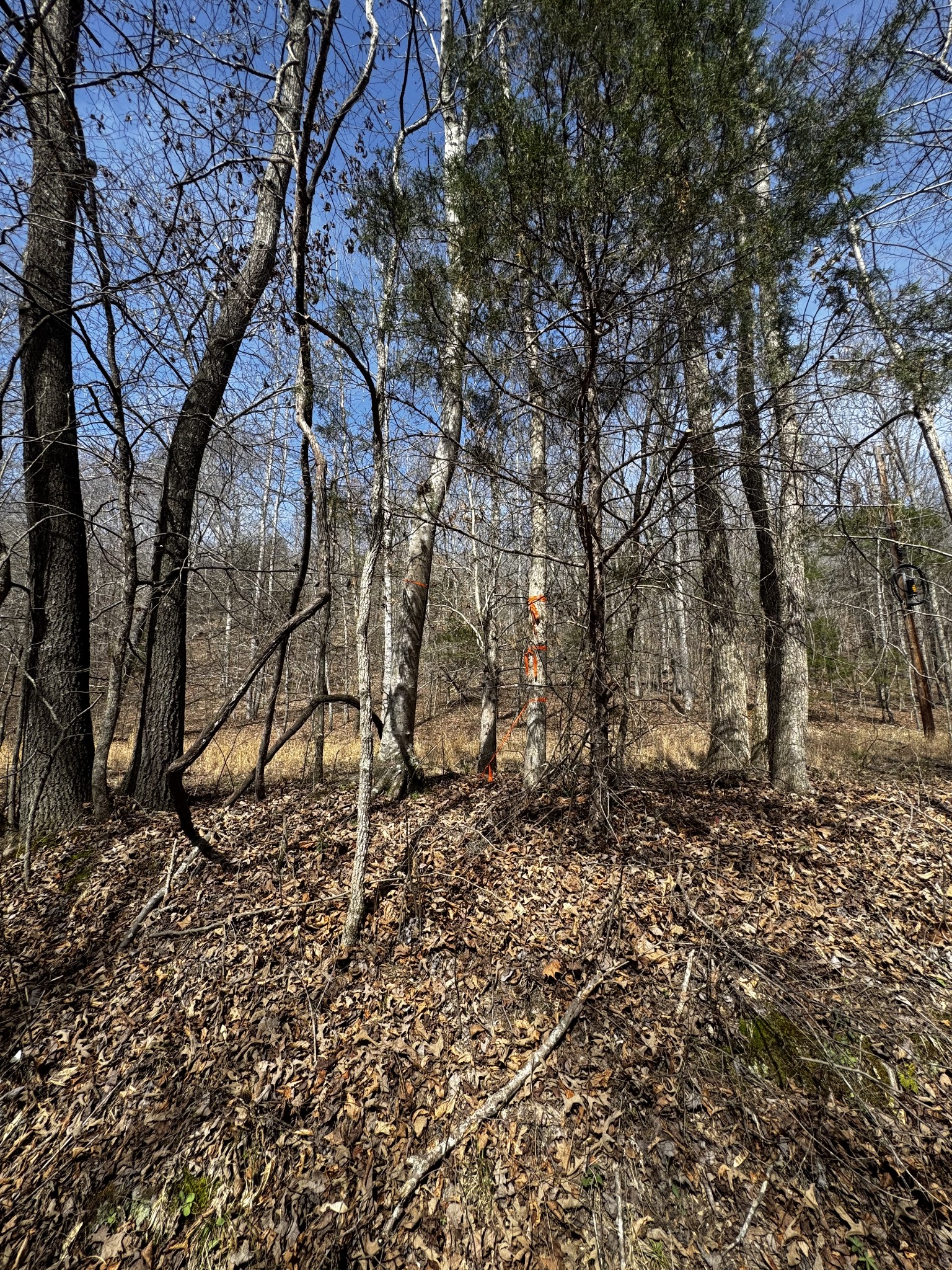 301 Bob Cat Road Linden, TN 37096 - Photo 13 of 13 a backyard of a house with lots of green space