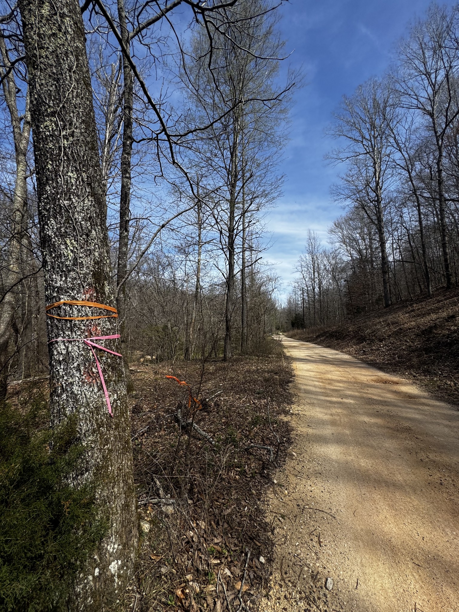 301 Bob Cat Road Linden, TN 37096 - Photo 2 of 13 a view of a yard with an trees