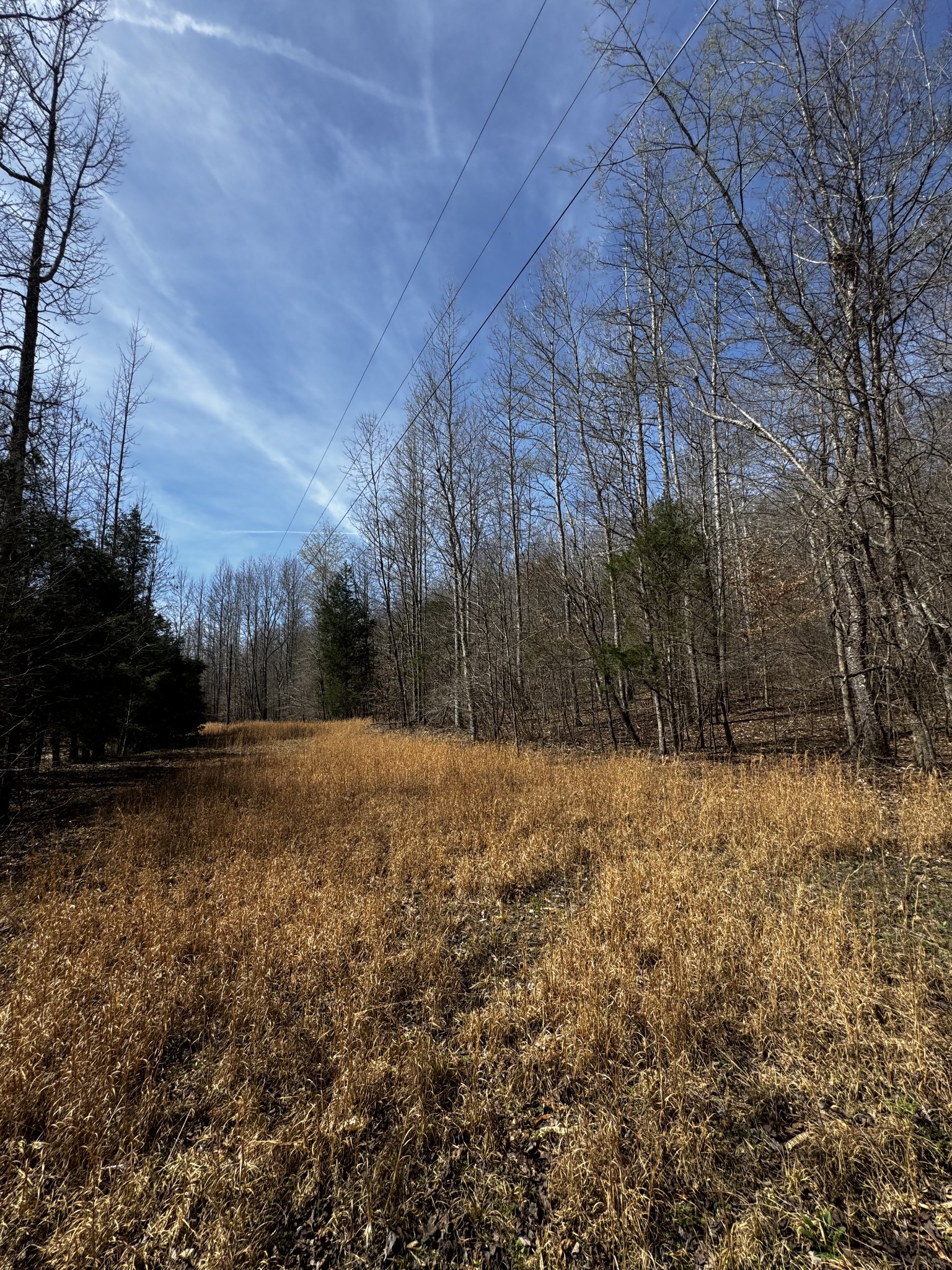 301 Bob Cat Road Linden, TN 37096 - Photo 4 of 13 a view of outdoor space and yard