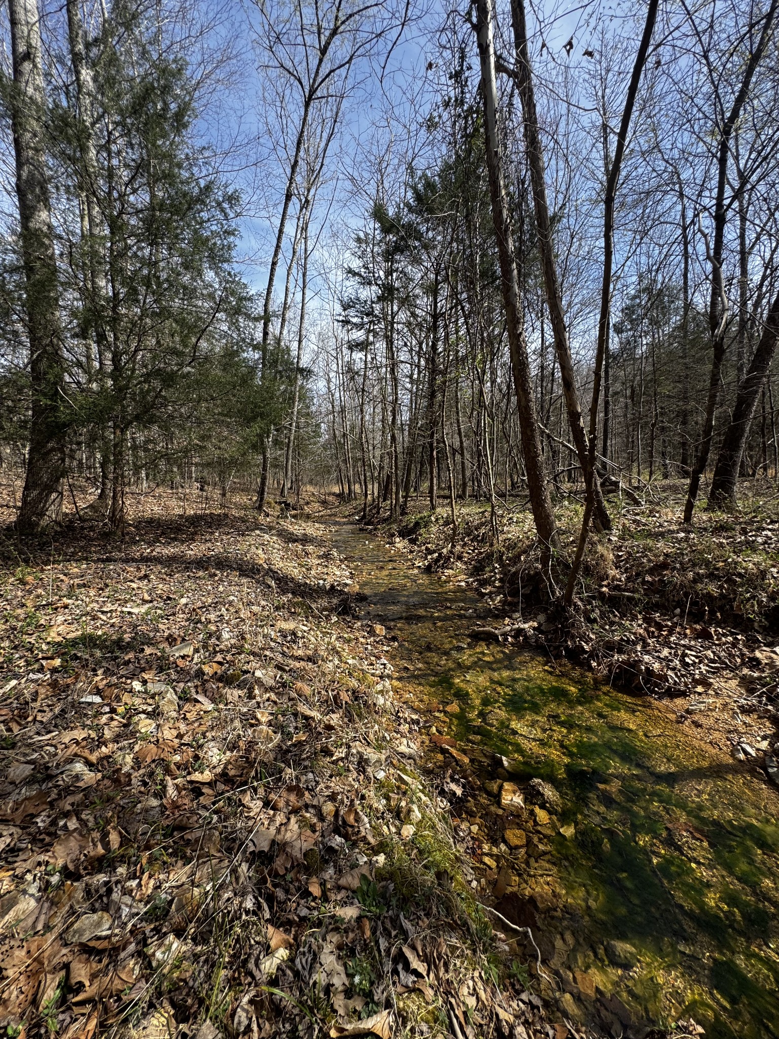 301 Bob Cat Road Linden, TN 37096 - Photo 5 of 13 a view of a yard with trees