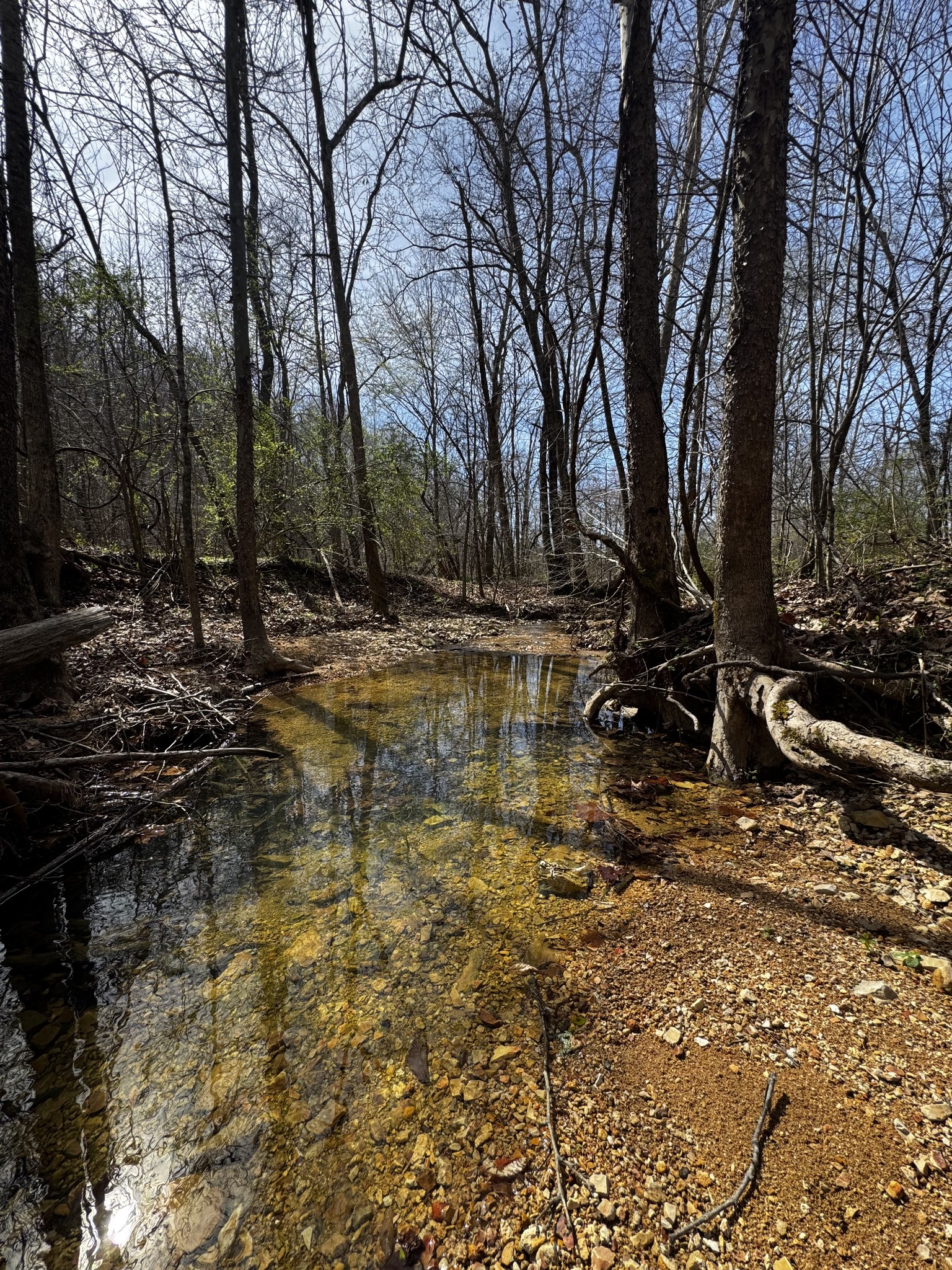 301 Bob Cat Road Linden, TN 37096 - Photo 6 of 13 a view of a yard with trees