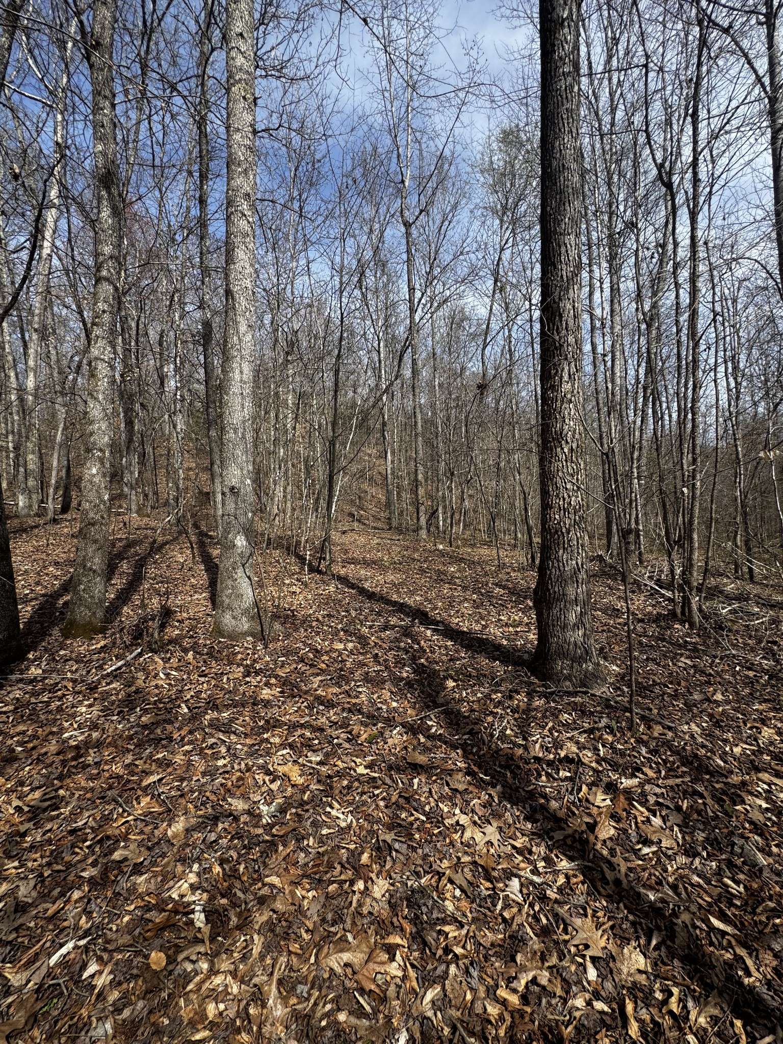 301 Bob Cat Road Linden, TN 37096 - Photo 7 of 13 a view of a yard with trees