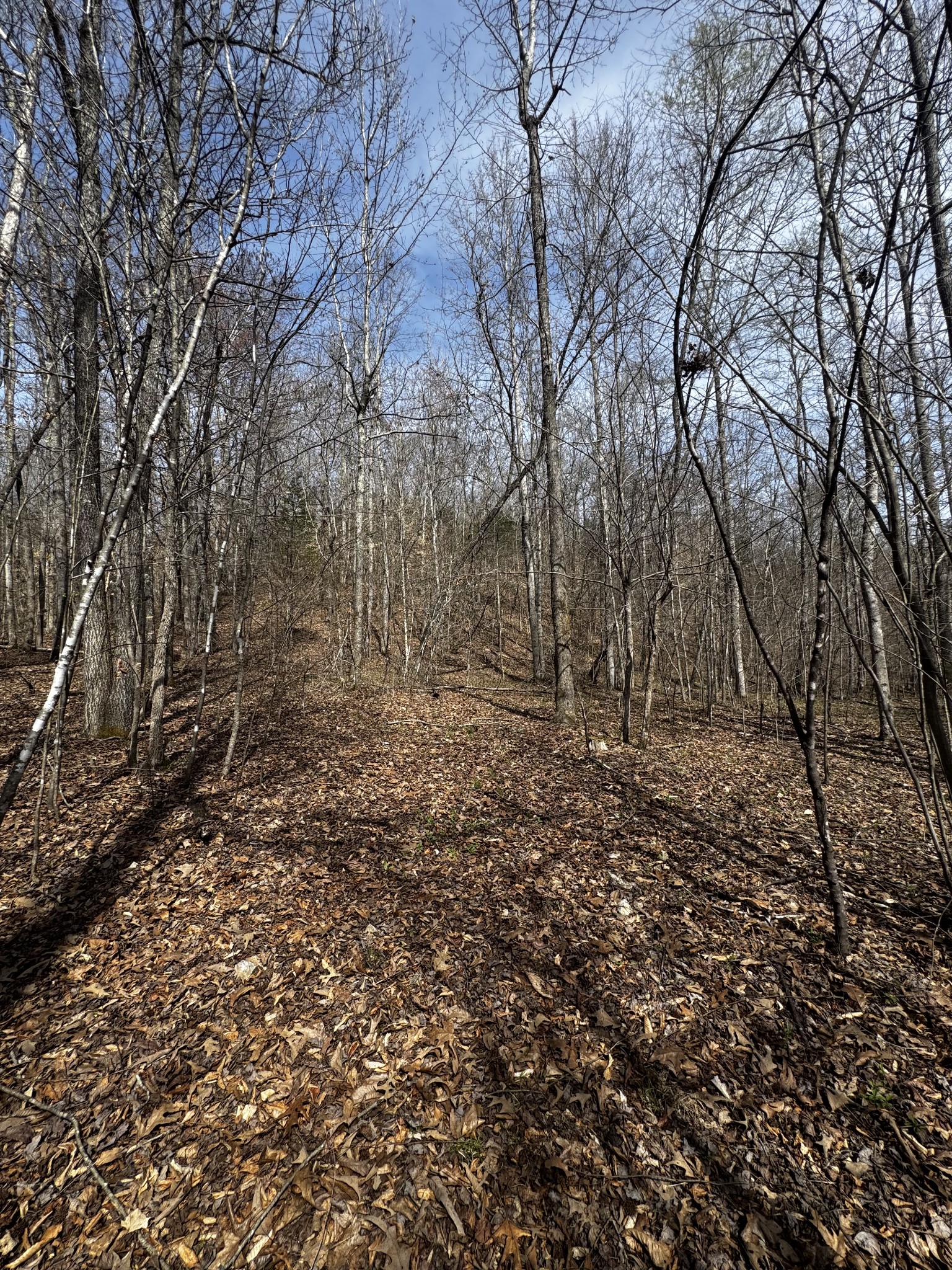 301 Bob Cat Road Linden, TN 37096 - Photo 8 of 13 a big yard with lots of green space