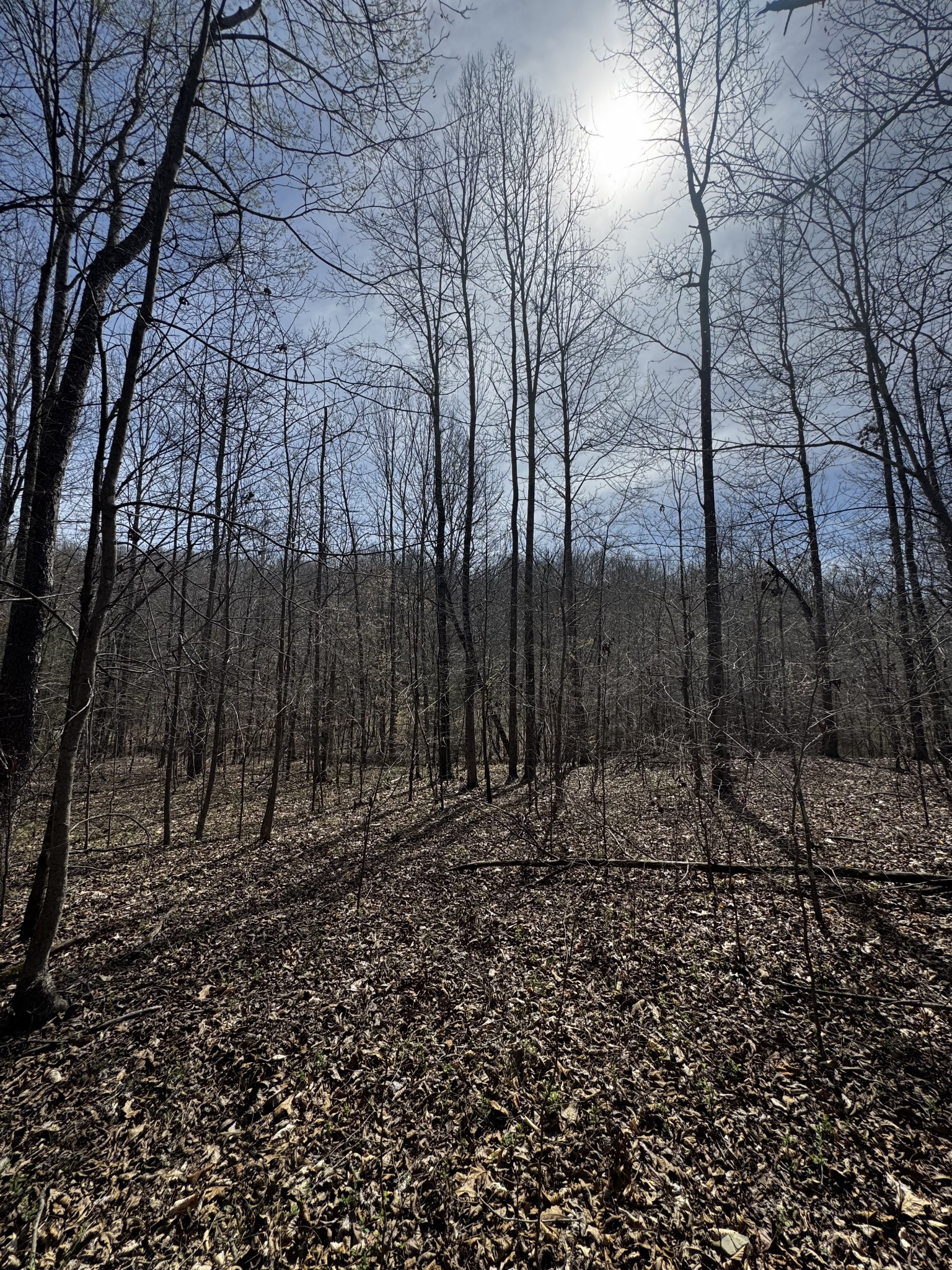 301 Bob Cat Road Linden, TN 37096 - Photo 9 of 13 a view of a yard with trees in the background