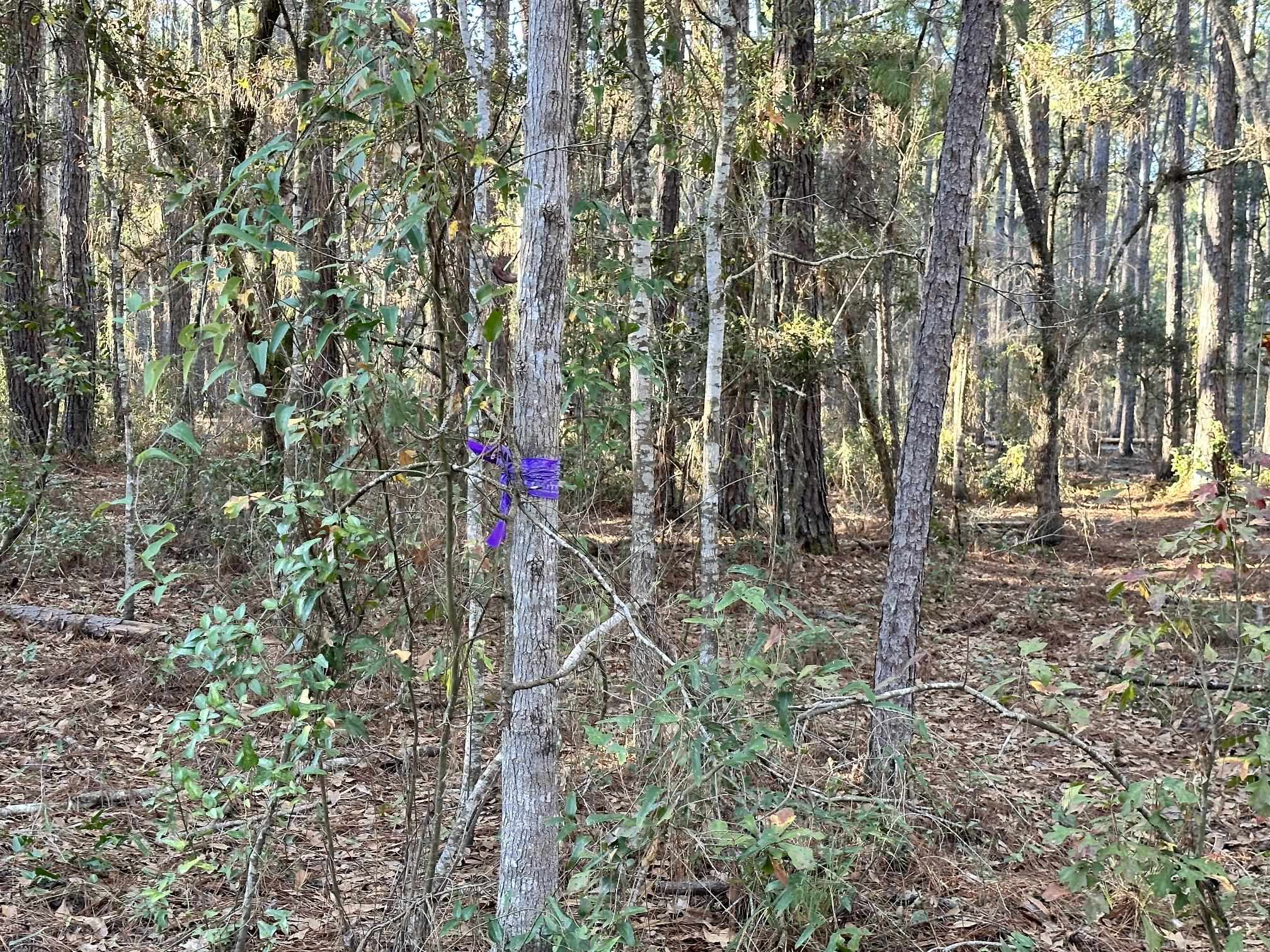 12153 Kenner Road Foley, AL 36535 - Photo 6 of 8