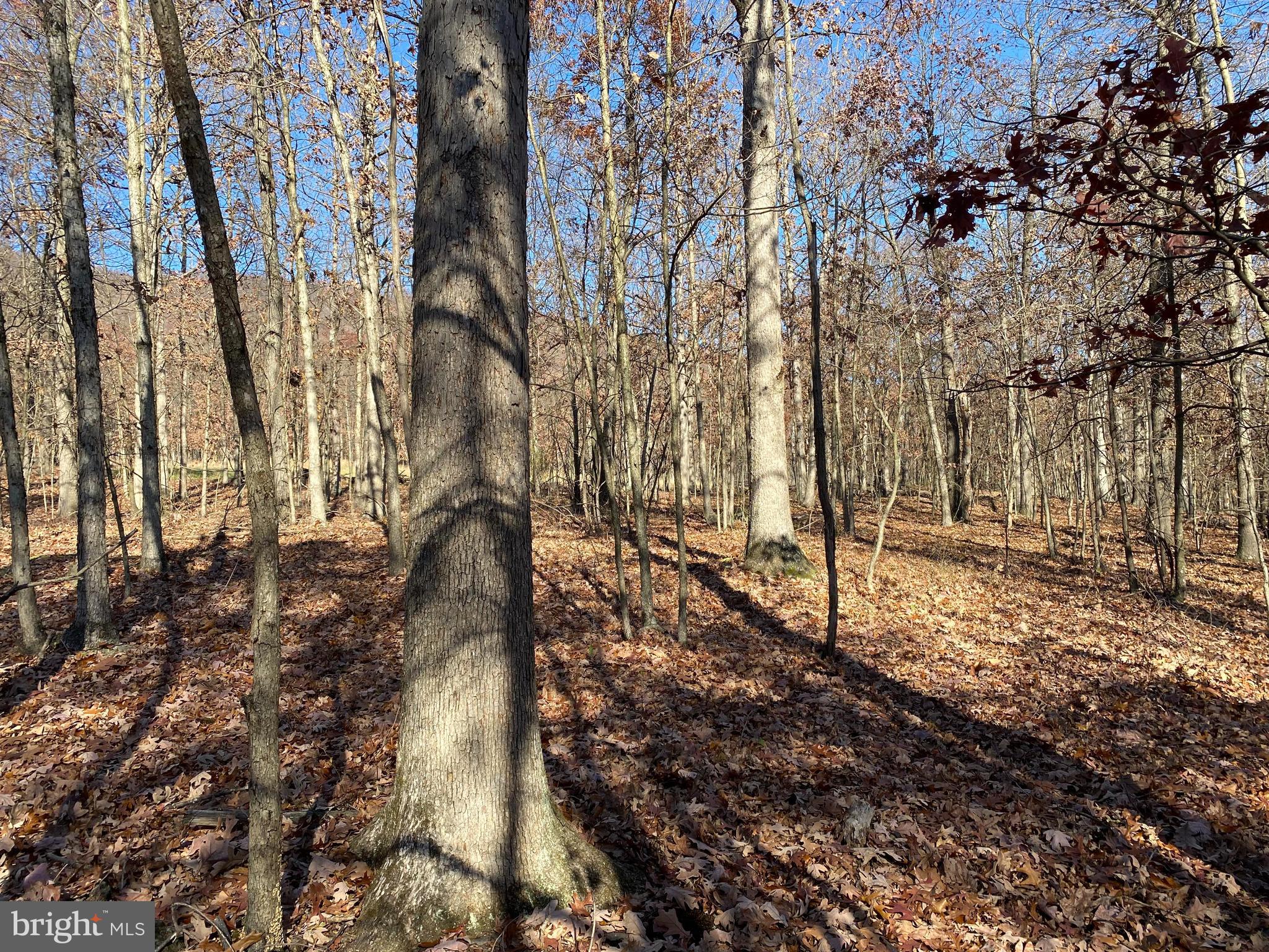 Rocky Ridge Road Rawlings, MD 21557 - Photo 11 of 22 Gallery Image 11
