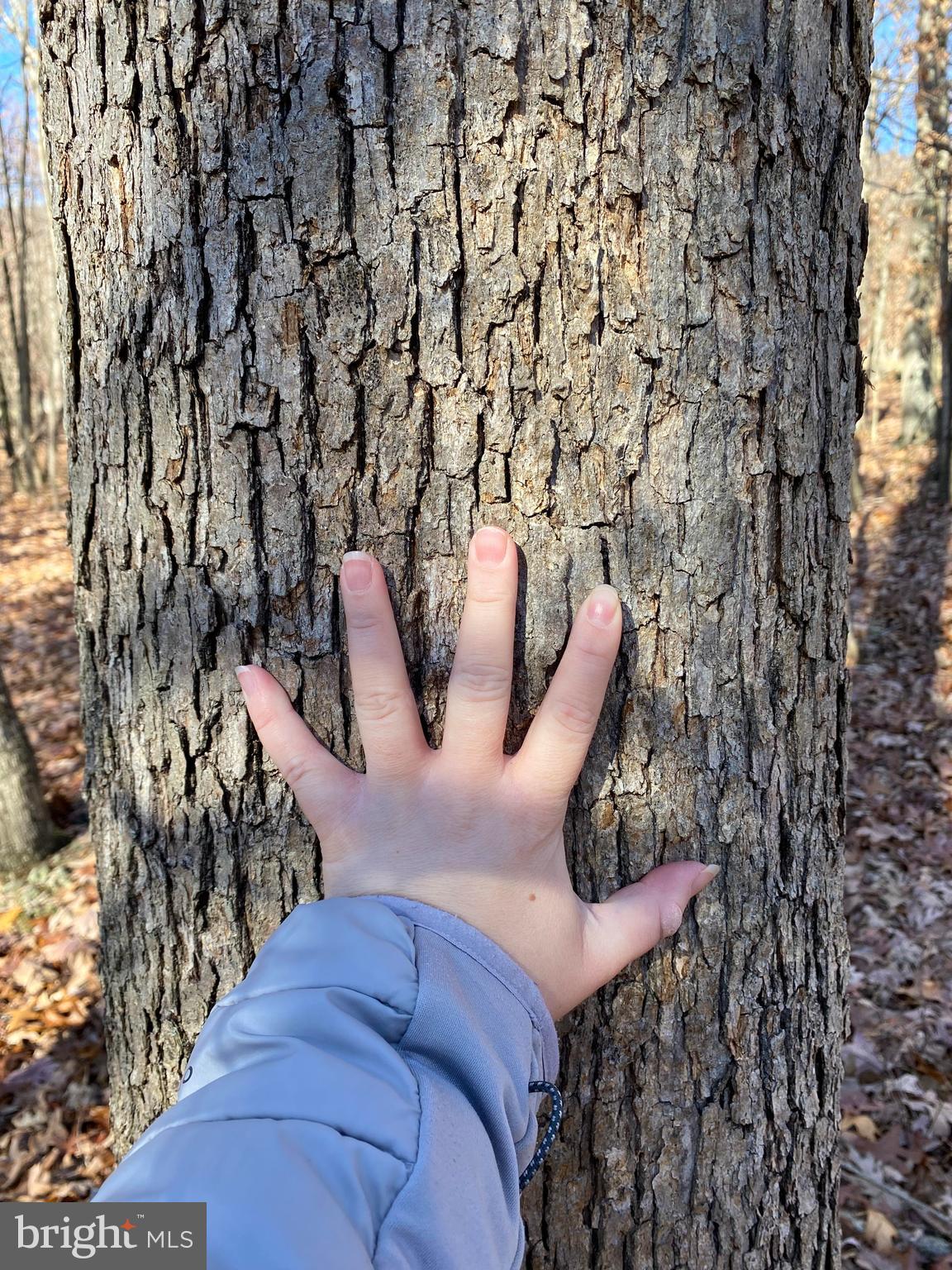 Rocky Ridge Road Rawlings, MD 21557 - Photo 12 of 22 Another large tree on the property
