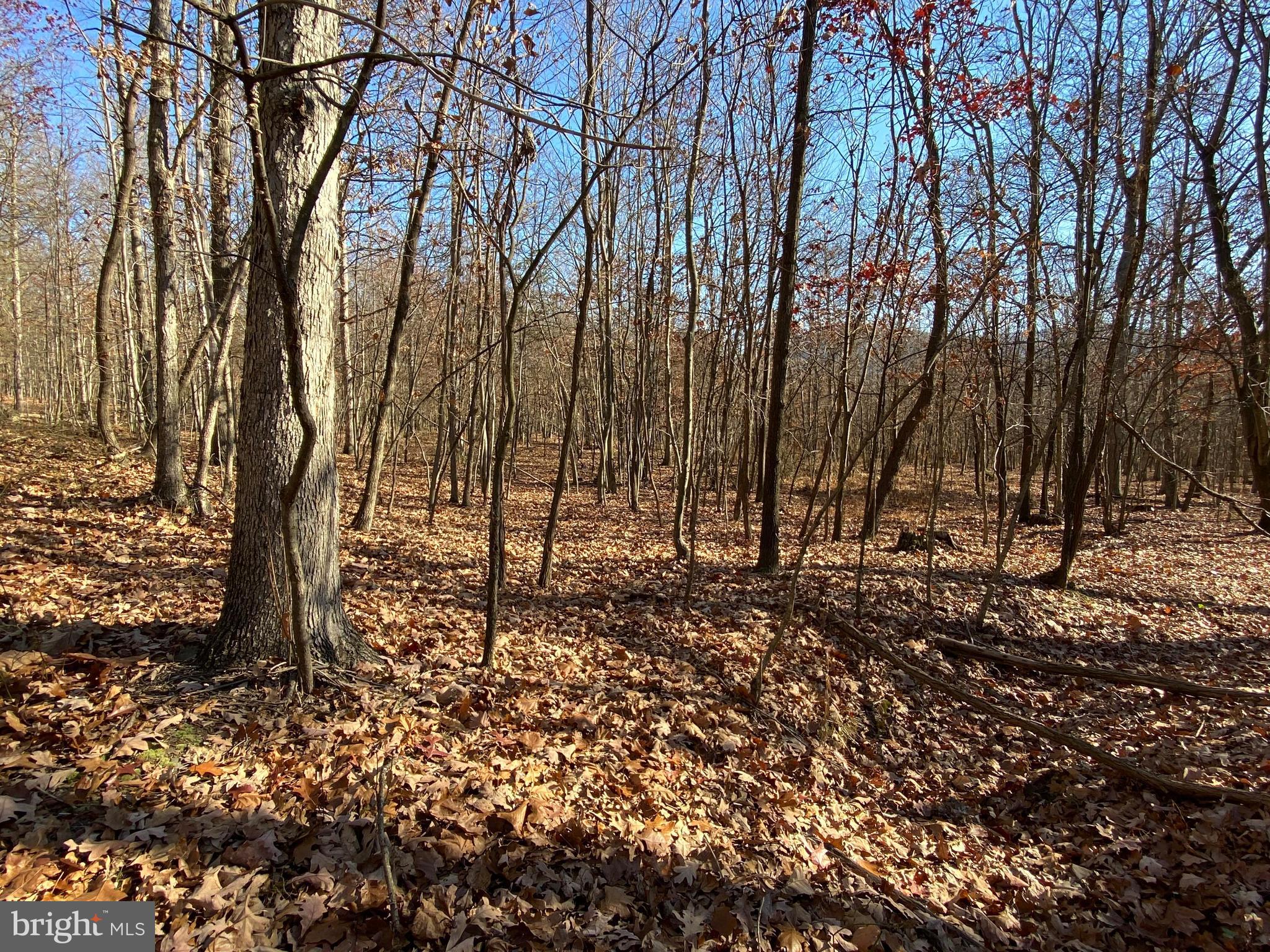 Rocky Ridge Road Rawlings, MD 21557 - Photo 15 of 22 Gallery Image 15