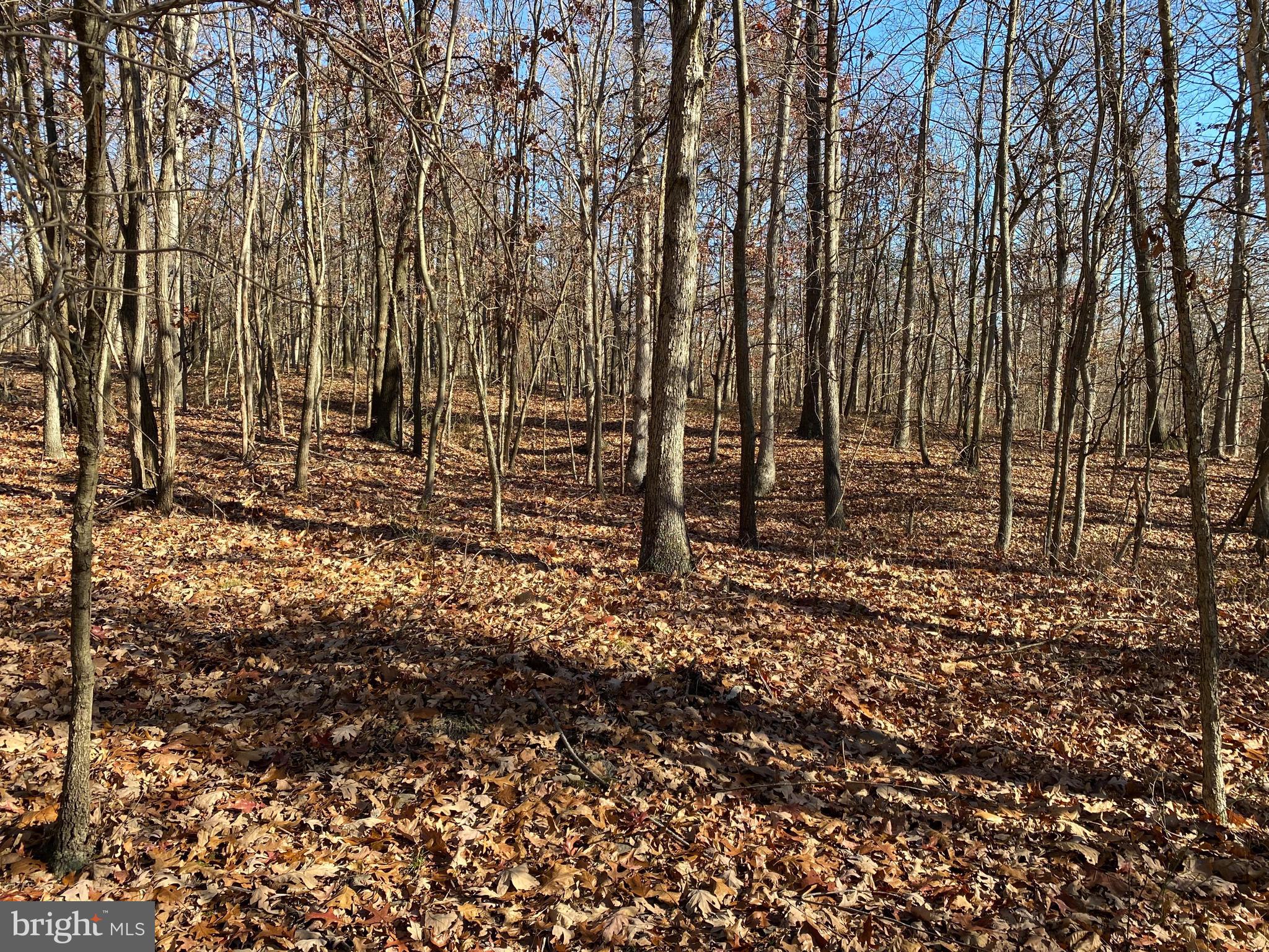 Rocky Ridge Road Rawlings, MD 21557 - Photo 4 of 22 Large game has been reported in these woods!