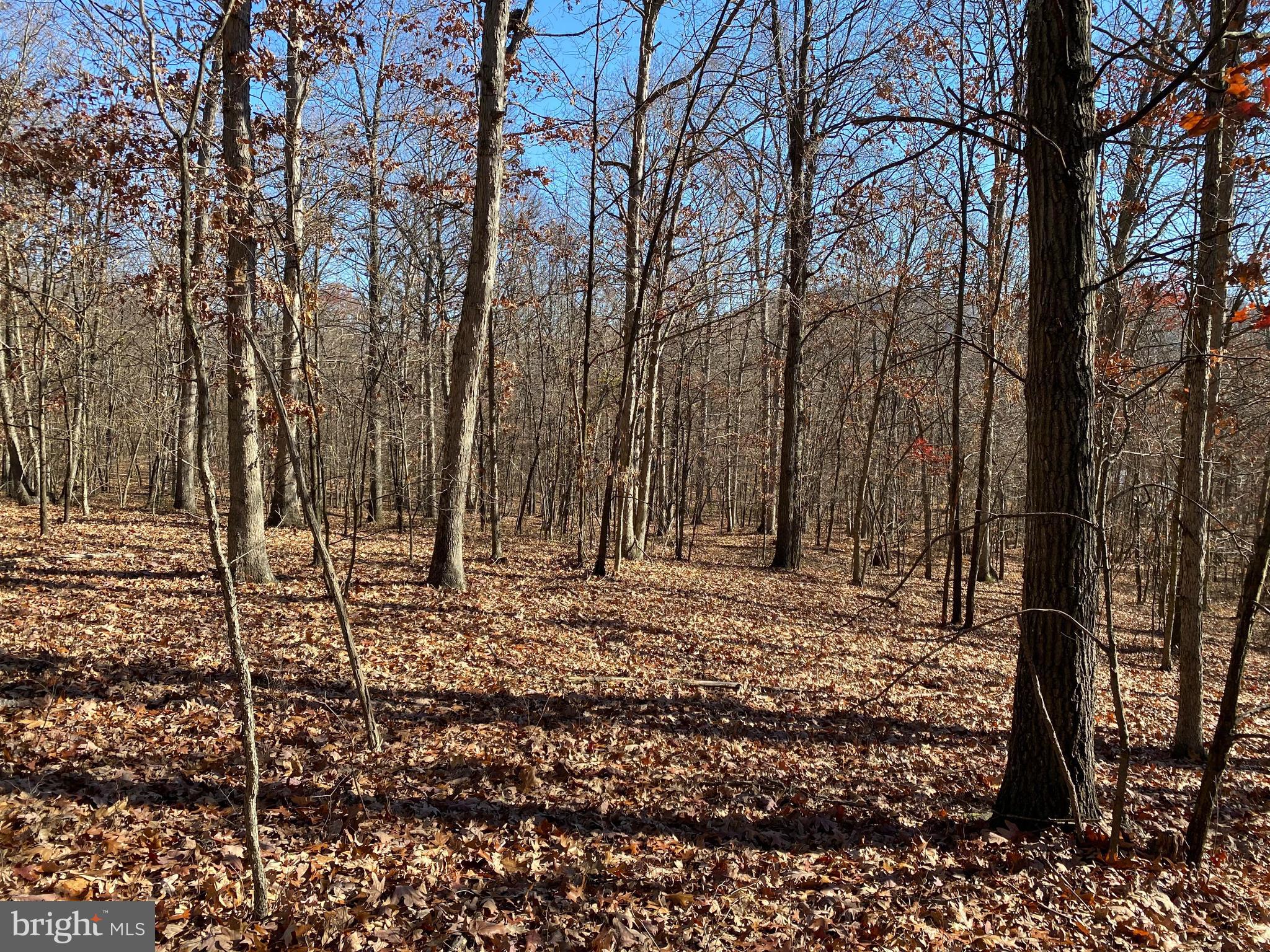 Rocky Ridge Road Rawlings, MD 21557 - Photo 5 of 22 Gentle sloping wooded acreage