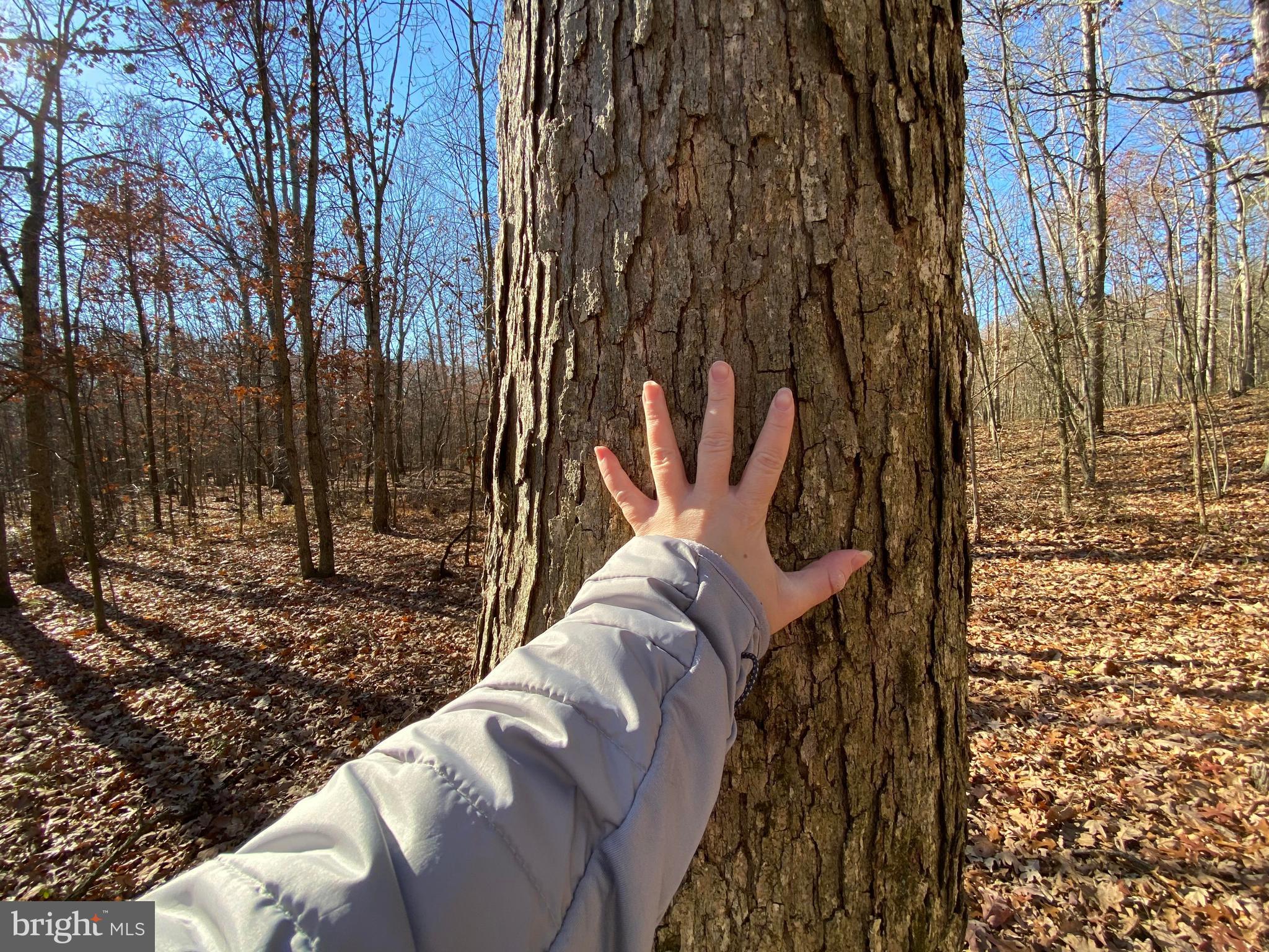 Rocky Ridge Road Rawlings, MD 21557 - Photo 7 of 22 Just one of the many large trees!