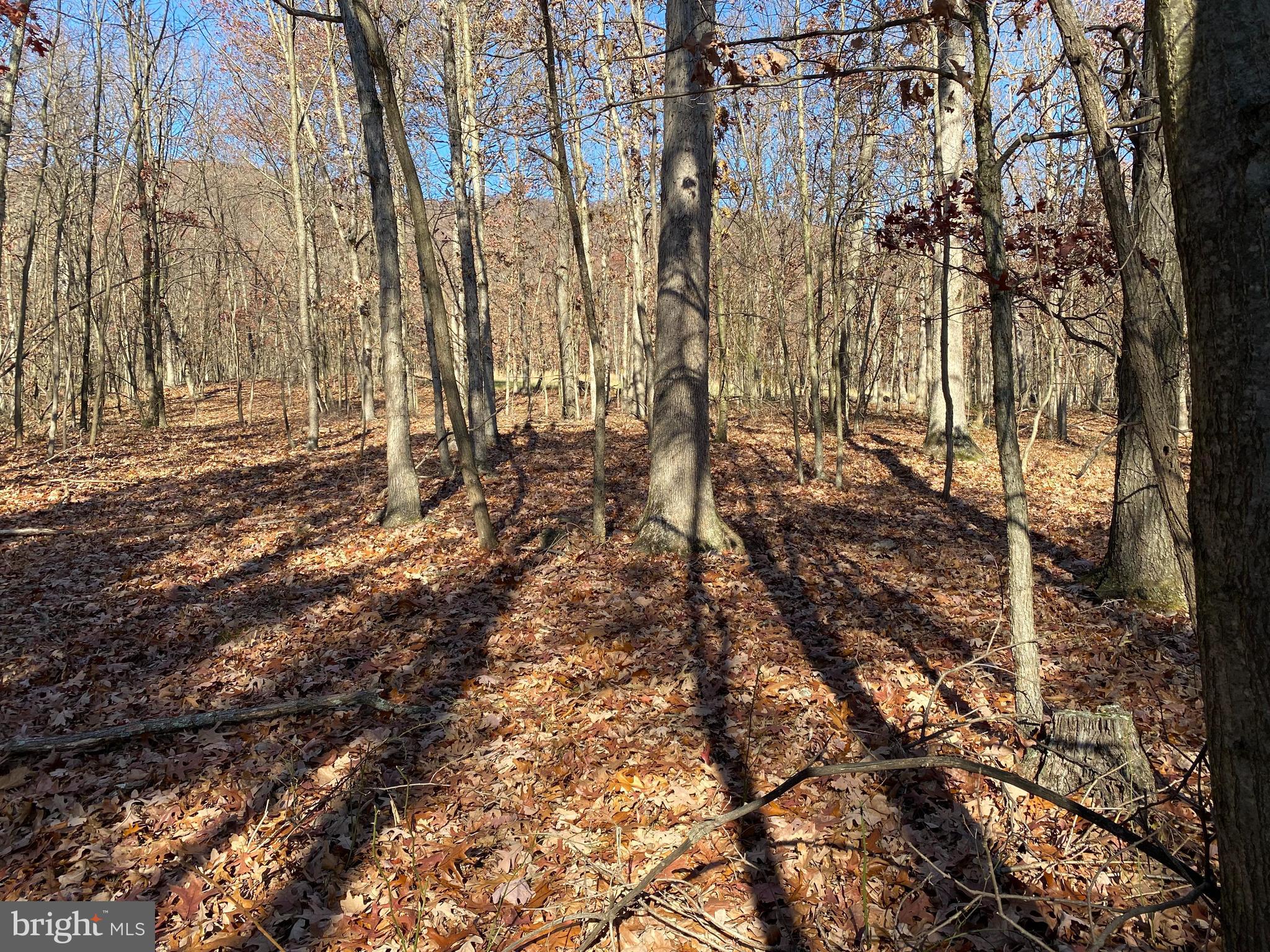 Rocky Ridge Road Rawlings, MD 21557 - Photo 9 of 22 Wooded unrestricted acreage