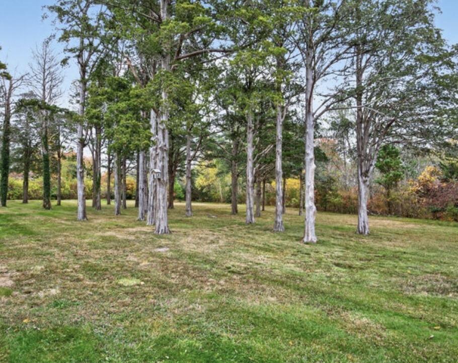 25 Whig Street Dennis, MA 02638 - Photo 3 of 8 a tall trees in the middle of a yard