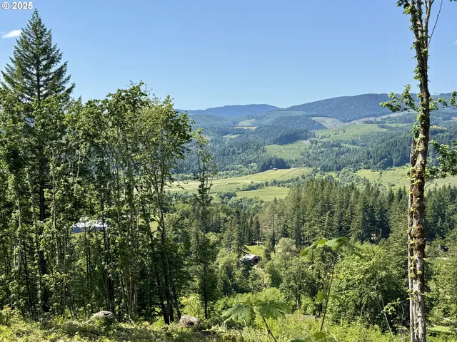 a view of a forest with an outdoor space