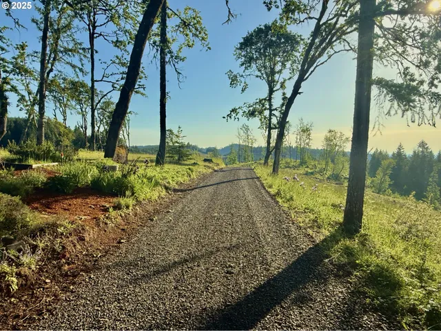 a view of a yard with plants and trees