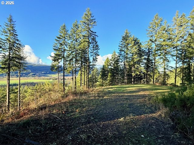 a view of a park that has large trees