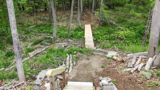 a view of a yard with plants and large trees